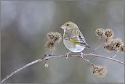 zwischen Kletten... Grünfink *Carduelis chloris*