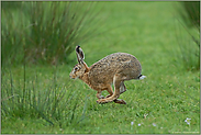 Fersengeld...  Feldhase *Lepus europaeus*