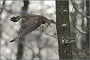 genug gesehen...  Mäusebussard *Buteo buteo*