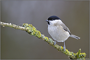 glänzend schwarzes Köpfchen... Sumpfmeise *Poecile palustris*