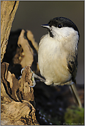 auf Futtersuche... Sumpfmeise *Poecile palustris*