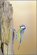 der Bergsteiger...  Blaumeise *Cyanistes caeruleus*