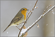 bekannt und beliebt... Rotkehlchen *Erithacus rubecula*