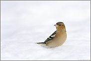 im Schnee... Buchfink *Fringilla coelebs *