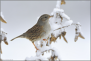 Brutvogel... Heckenbraunelle *Prunella modularis*