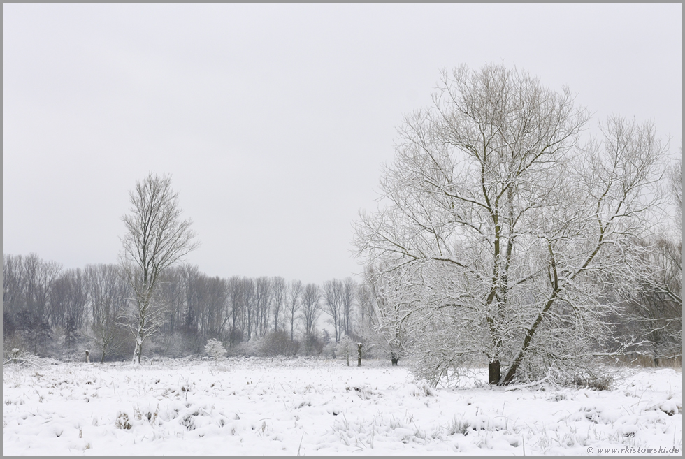 Winter am Niederrhein... Ilvericher Altrheinschlinge *Meerbusch*