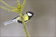 auf dem Sprung... Kohlmeise *Parus major*