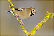 kein Feinschmecker... Kernbeißer *Coccothraustes coccothraustes*