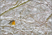 im Hartriegel... Rotkehlchen *Erithacus rubecula*