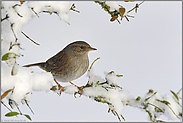 schlanker Schnabel... Heckenbraunelle *Prunella modularis*