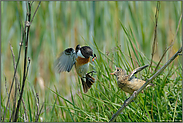 bei der Fütterung...  Schwarzkehlchen *Saxicola torquata*