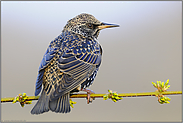 im frischen Kleid... Star *Sturnus vulgaris*