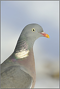 Kopfportrait... Ringeltaube  *Columba palumbus*