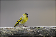 kleiner Piepmatz... Erlenzeisig *Carduelis spinus*