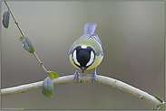 der Vorhang geht zu... Kohlmeise *Parus major*