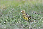 es wird Frühling... Goldammer *Emberiza citrinella*