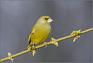 bald wird's Frühling... Grünfink *Carduelis chloris*