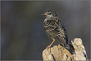 ziemlich scheu... Star *Sturnus vulgaris*