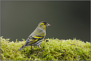 überraschender Besuch... Erlenzeisig *Carduelis spinus*