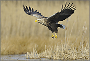 Gleitflug ins Schilf... Seeadler *Haliaeetus albicilla*