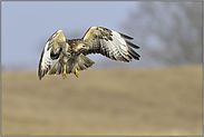 hektisch... Mäusebussard *Buteo buteo*