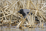 versteckt... Nebelkrähe *Corvus corone cornix*