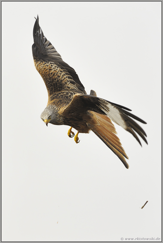 nach erfolgloser Jagd "Vogel des Jahres 2000"... Rotmilan *Milvus milvus*