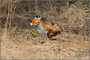 flüchtend... Rotfuchs *Vulpes vulpes*