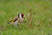 erwischt... Distelfink od. Stieglitz *Carduelis carduelis*