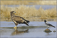 unschlüssig... Seeadler *Haliaeetus albicilla*