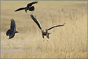 sichtbar genervt... Seeadler *Haliaeetus albicilla*