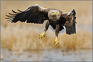 Anflug... Seeadler *Haliaeetus albicilla*