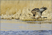 über'm Wasser... Mäusebussard *Buteo buteo*