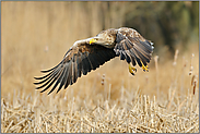 Einflug ins Schilf... Seeadler *Haliaeetus albicilla*