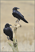 im Doppelpack... Kolkraben *Corvus corax*, Odins Raben Hugin und Munin - der Gedanke und die Erinnerung