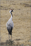 einzigartig "Vogel des Jahres 1978"... Grauer Kranich *Grus grus*