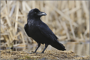 immer auf der Hut... Kolkrabe *Corvus corax*