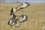 Ablösung... Mäusebussard *Buteo buteo*