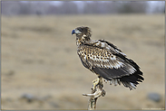 Adlerblick... Seeadler *Haliaeetus albicilla*