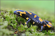 Kindheitserinnerungen... Feuersalamander *Salamandra salamandra*