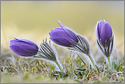 einsam, zweisam, dreisam... Kuhschellen *Pulsatilla vulgaris *