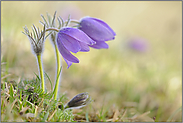 gefährdet... Kuhschellen *Pulsatilla vulgaris *