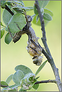 der Schlupf... Falkenlibelle *Cordulia aenea*