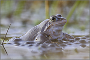 zur Laichzeit... Moorfrosch *Rana arvalis*