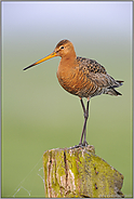 Anmut... Uferschnepfe *Limosa limosa*