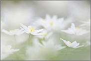 ganz in weiß... Buschwindröschen *Anemone nemorosa*