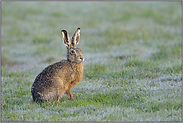 auf taunasser Wiese... Feldhase *Lepus europaeus*