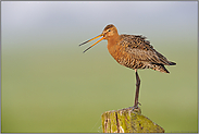 grutto, grutto... Uferschnepfe *Limosa limosa*