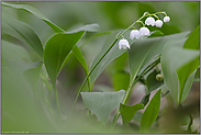 im Wald... Maiglöckchen *Convallaria majalis*