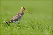 im Gras... Uferschnepfe *Limosa limosa *